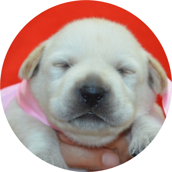 ピンク女の子(母犬サファイア)(A child of マナスル & ) ピンク女の子(母犬サファイア)